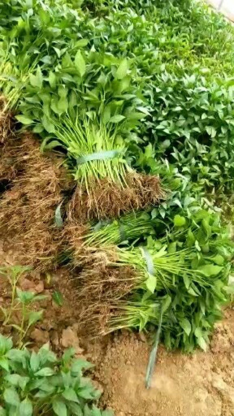 美人椒苗小米椒苗日交易额破万量大从优欢迎采购