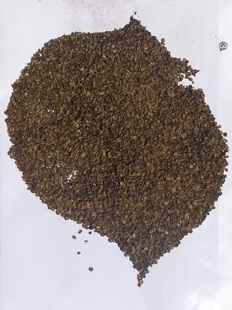 年宽叶羌活种籽产新下树了，发芽率高，带批发