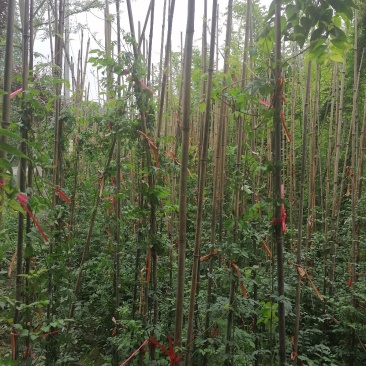成都凌霄花基地，精品凌霄花杯苗。