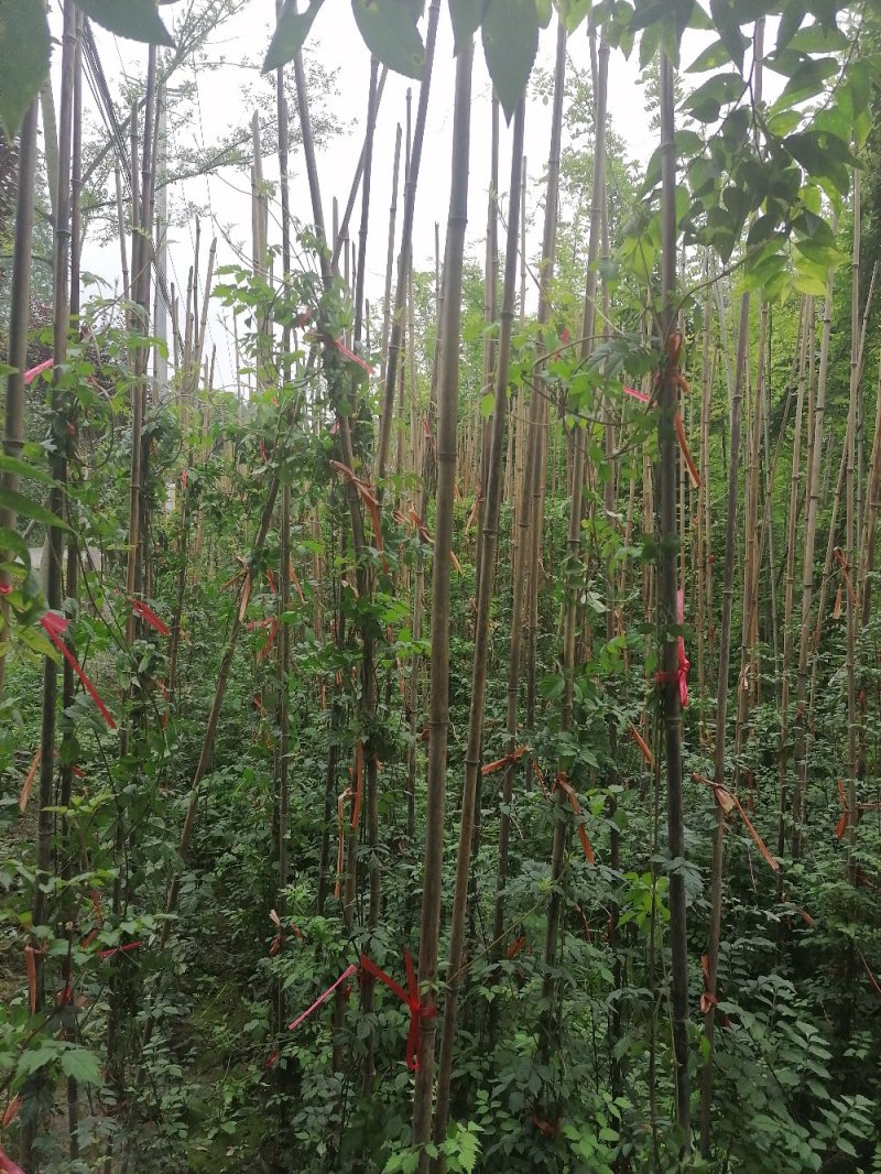 成都凌霄花基地，精品凌霄花杯苗。