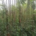 成都凌霄花基地，精品凌霄花杯苗。
