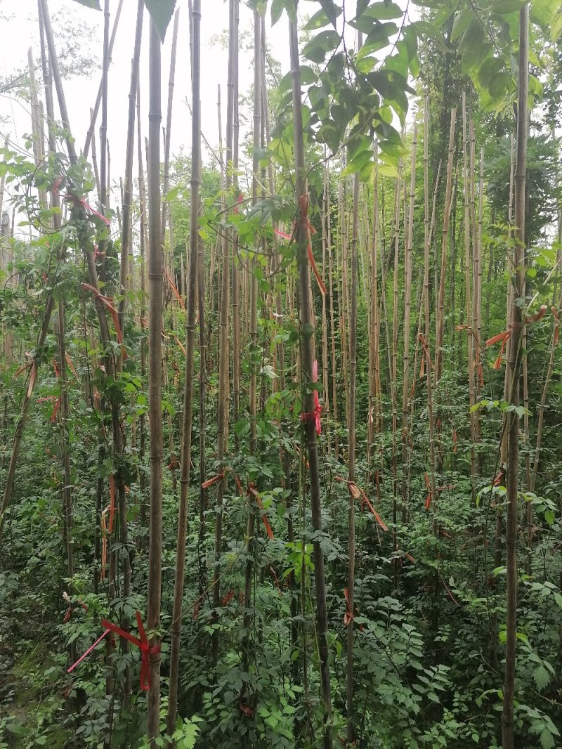 成都凌霄花基地，精品凌霄花杯苗。