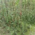 成都凌霄花基地，精品凌霄花杯苗。
