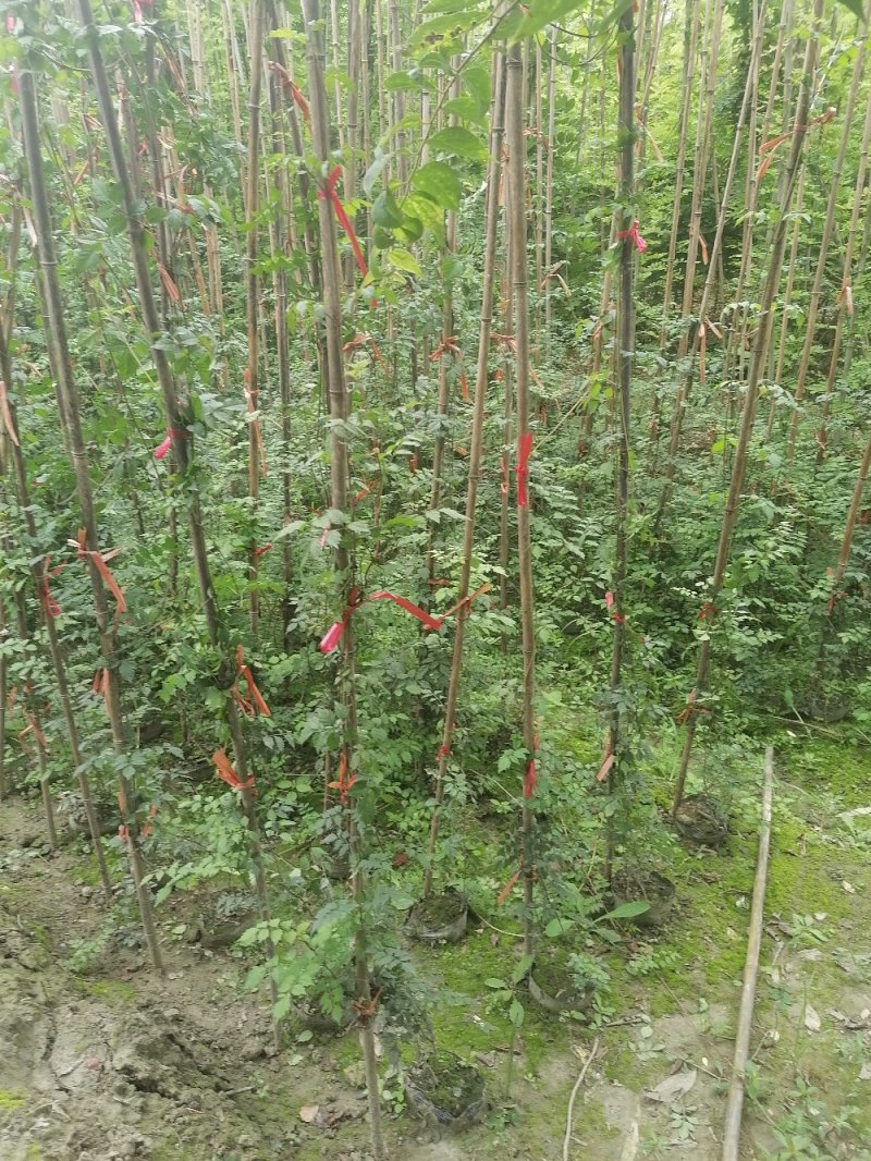 成都凌霄花基地，精品凌霄花杯苗。