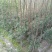 成都凌霄花基地，精品凌霄花杯苗。