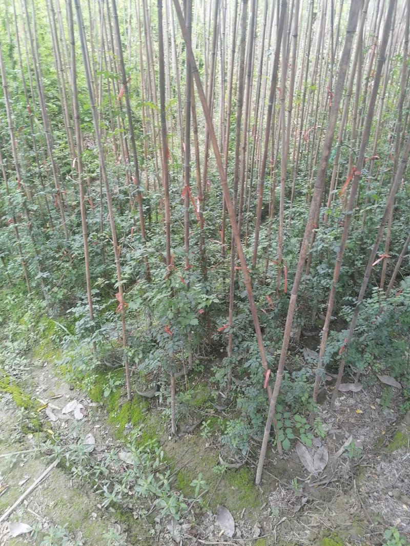 成都凌霄花基地，精品凌霄花杯苗。