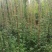 成都凌霄花基地，精品凌霄花杯苗。