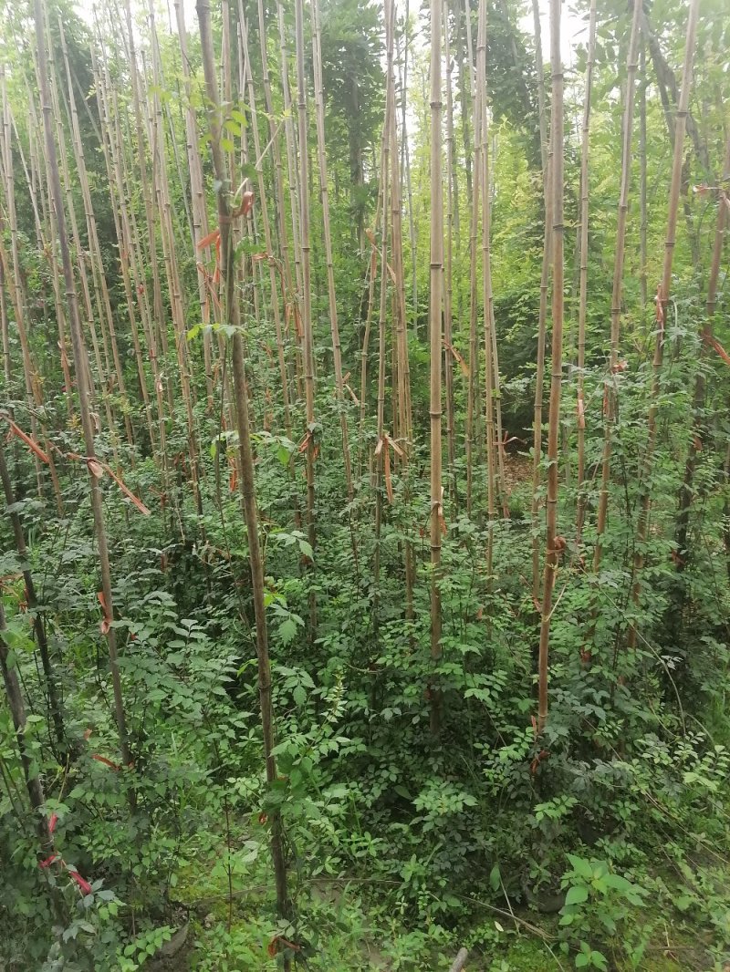 成都凌霄花基地，精品凌霄花杯苗。