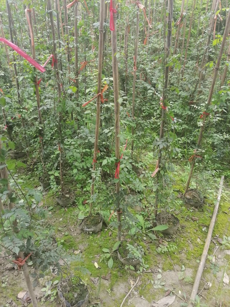 成都凌霄花基地，精品凌霄花杯苗。