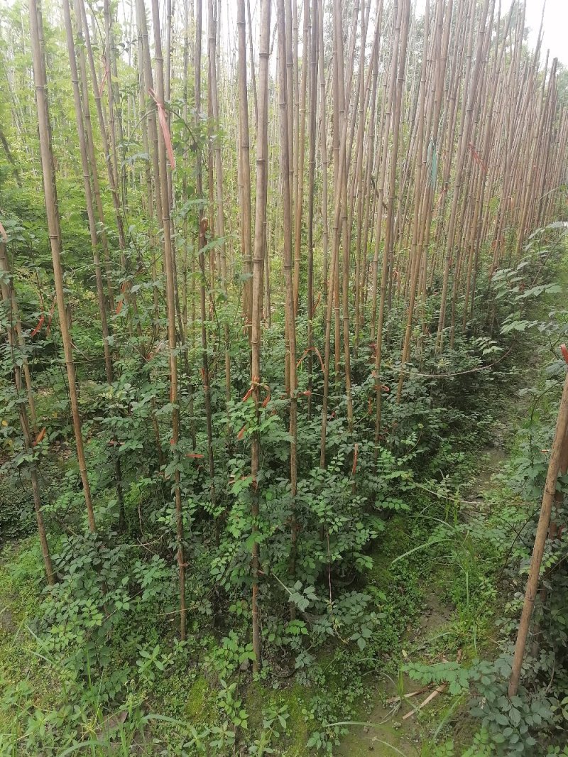 成都凌霄花基地，精品凌霄花杯苗。