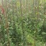 成都凌霄花基地，精品凌霄花杯苗。