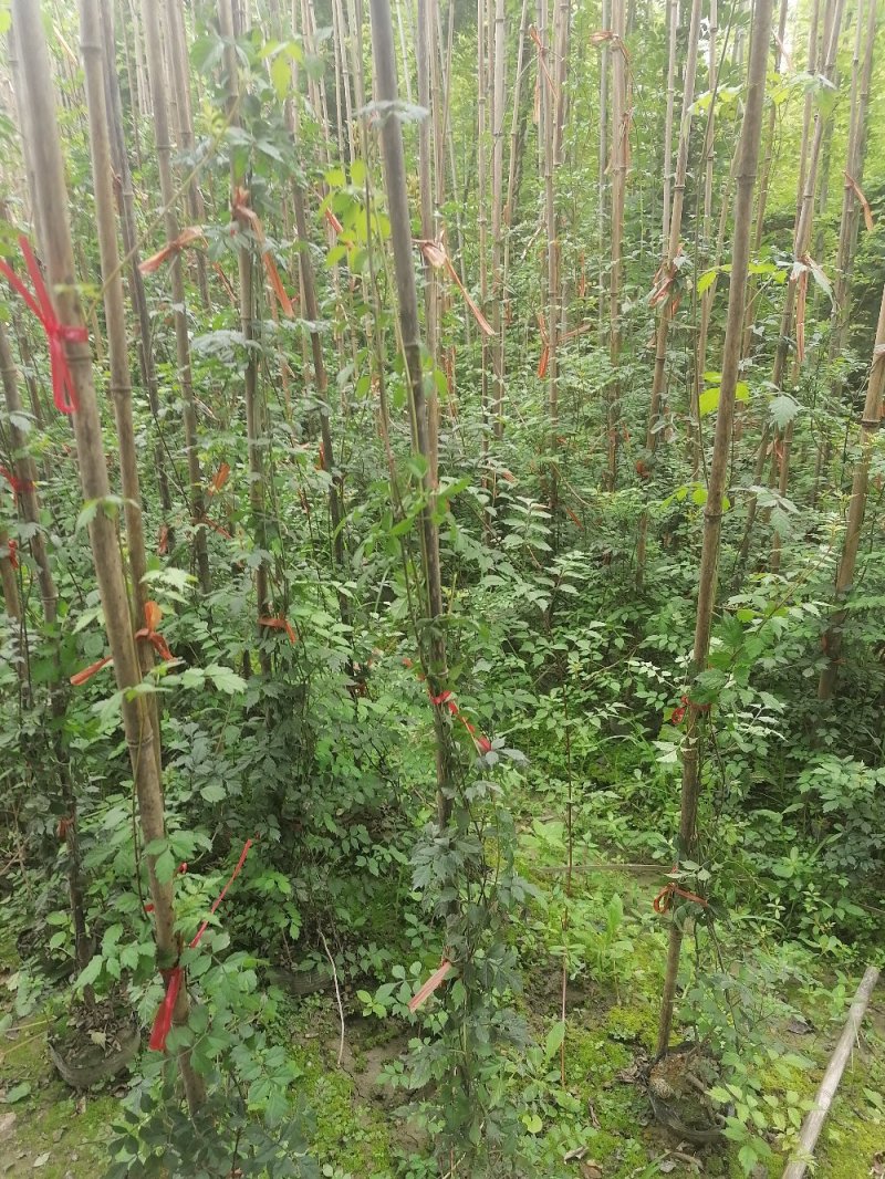 成都凌霄花基地，精品凌霄花杯苗。