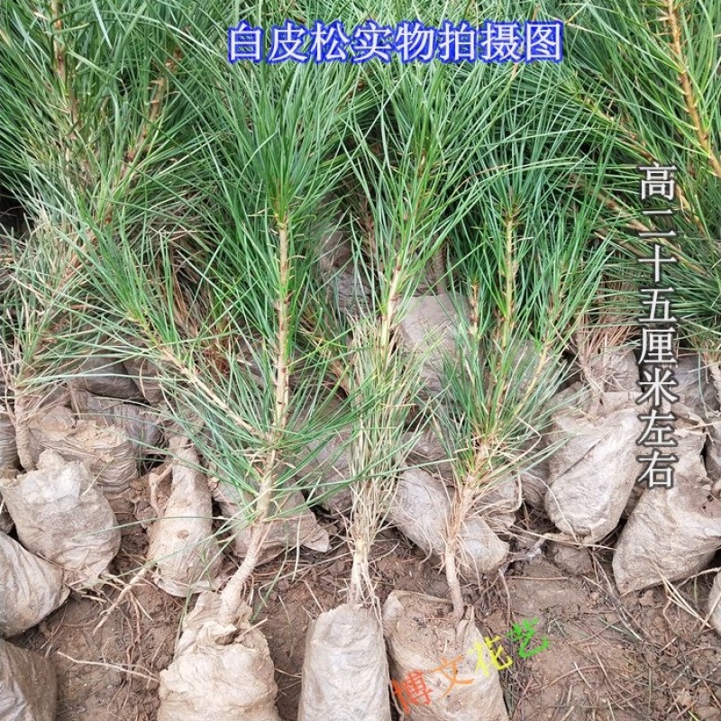 白皮松树苗白皮松苗白皮松小苗，绿化苗