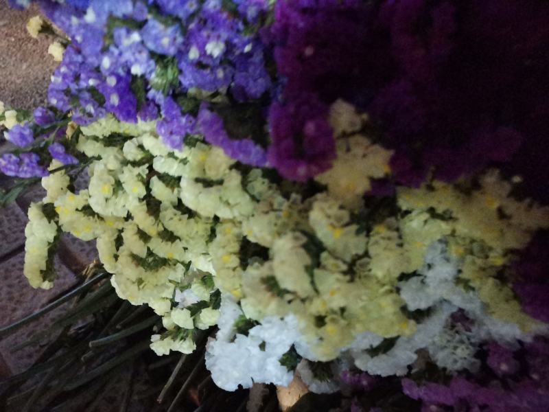云南昆明批发市场基地直发所有鲜切花