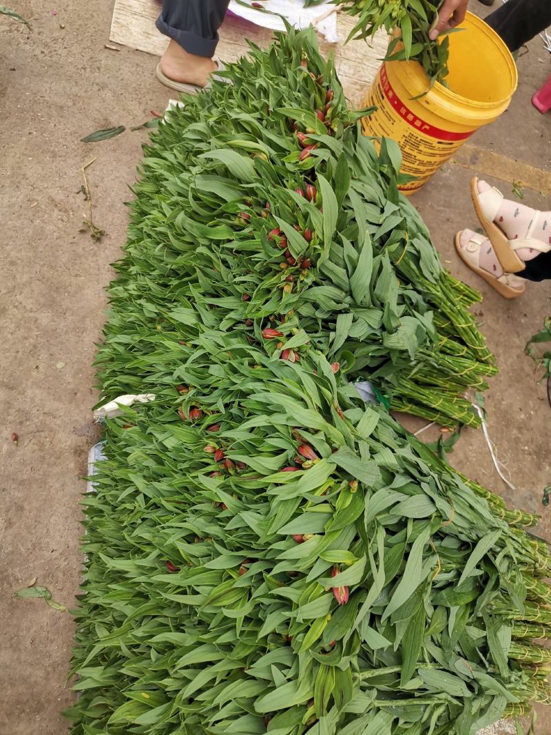 云南昆明批发市场基地直发所有鲜切花