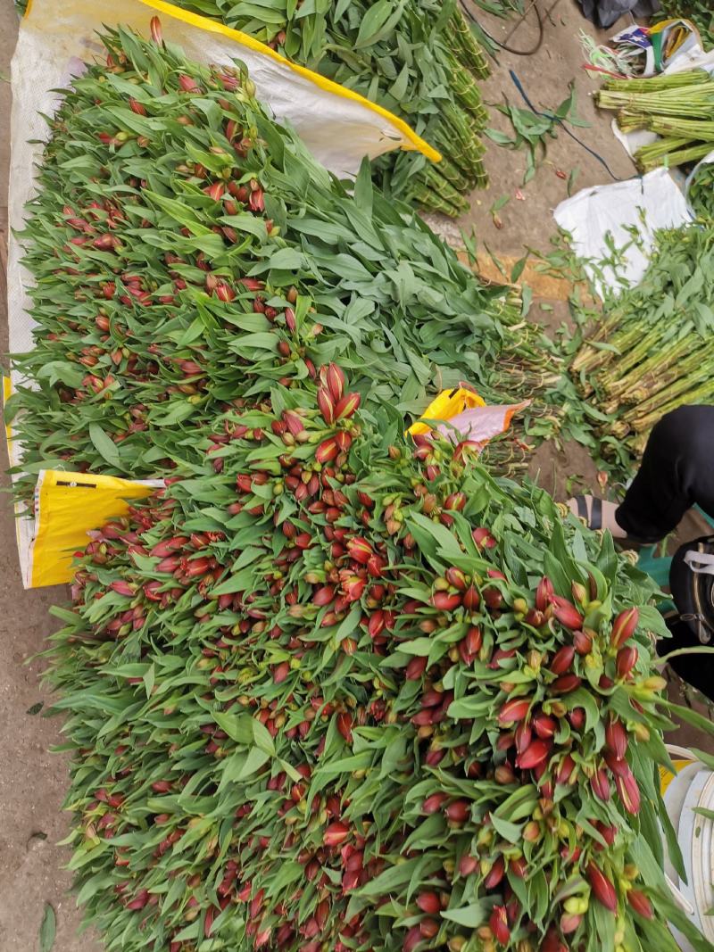 云南昆明批发市场基地直发所有鲜切花