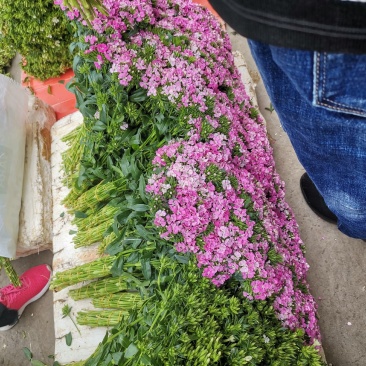 云南昆明批发市场基地直发所有鲜切花