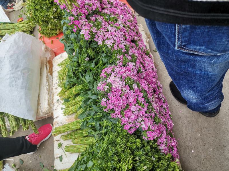 云南昆明批发市场基地直发所有鲜切花