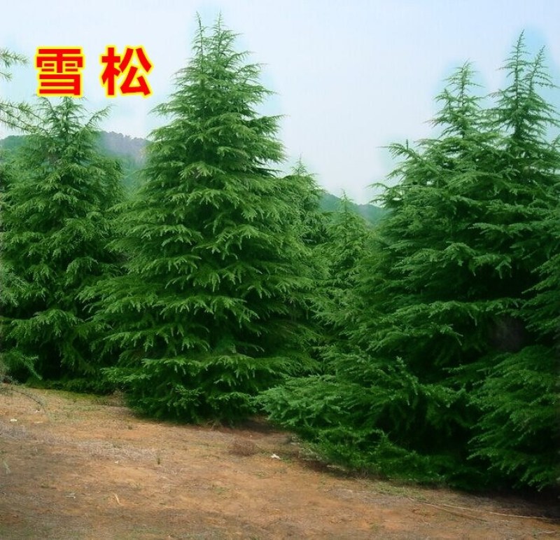 白皮松树苗白皮松苗白皮松小苗，绿化苗