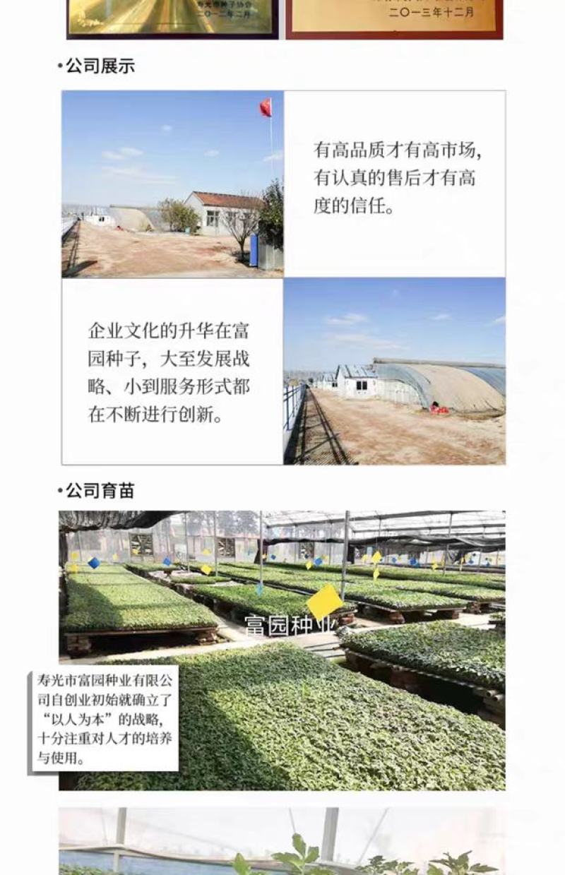 口感好西红柿种子口味秋冬早熟抗寒高产大果番茄种子