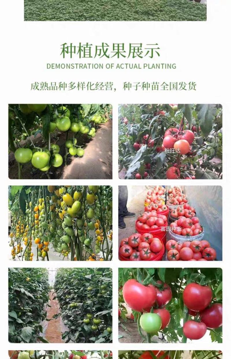 口感好西红柿种子口味秋冬早熟抗寒高产大果番茄种子