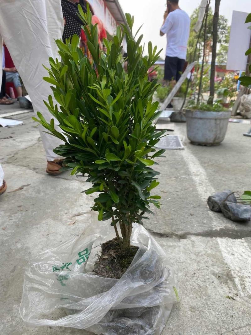 雀舌黄杨地苗图片视频，雀舌黄杨介绍，雀舌黄杨价格