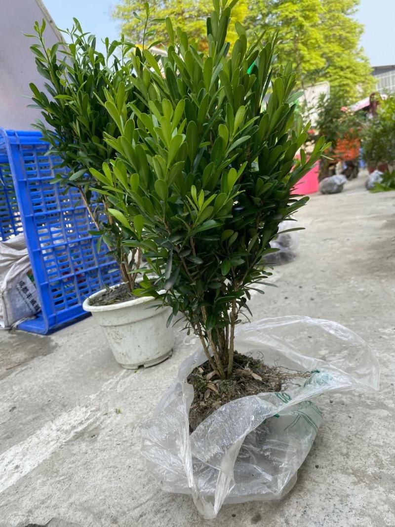 雀舌黄杨地苗图片视频，雀舌黄杨介绍，雀舌黄杨价格