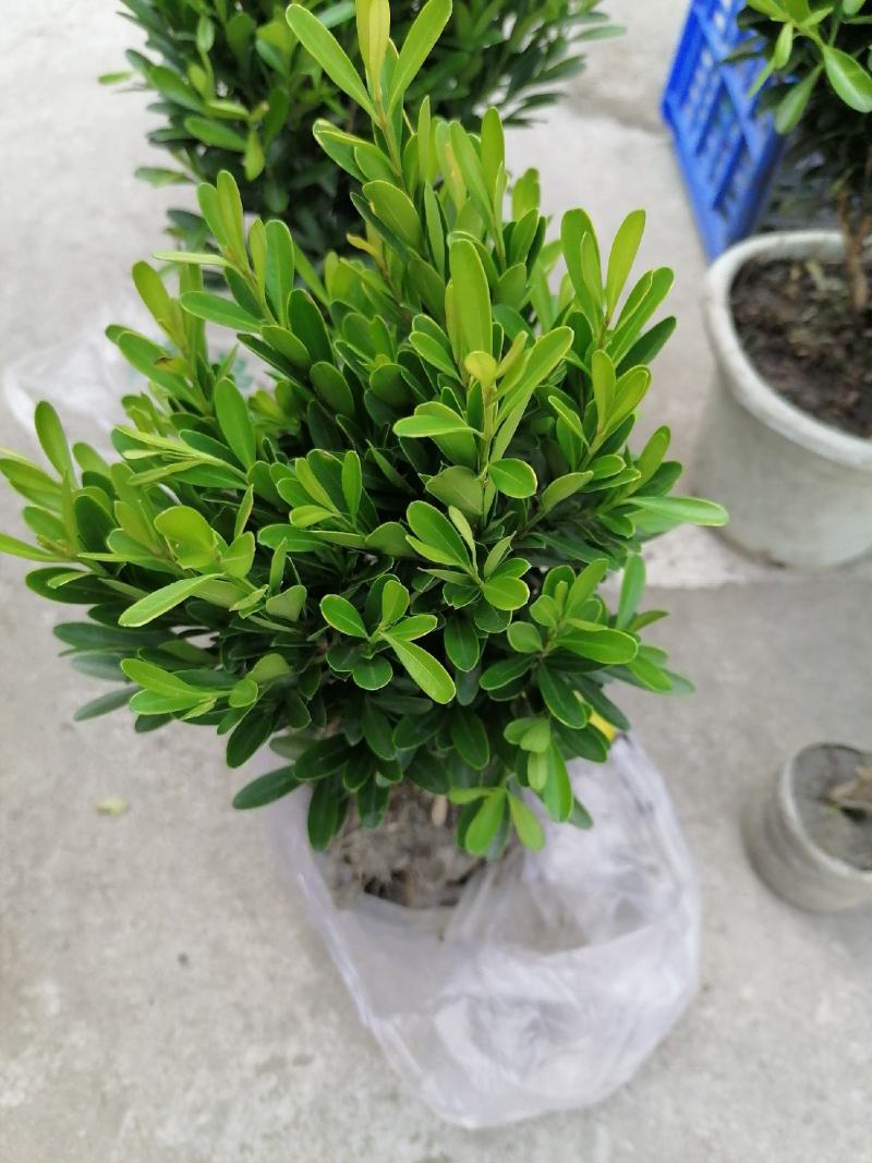 雀舌黄杨地苗图片视频，雀舌黄杨介绍，雀舌黄杨价格