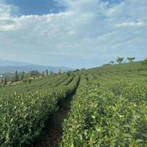 新货明前嫩芽龙井茶叶、新鲜春茶、高山鲜茶叶、龙井绿茶红茶
