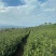 新货明前嫩芽龙井茶叶、新鲜春茶、高山鲜茶叶、龙井绿茶红茶