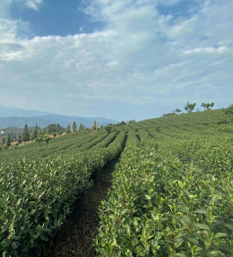 新货明前嫩芽龙井茶叶、新鲜春茶、高山鲜茶叶、龙井绿茶红茶