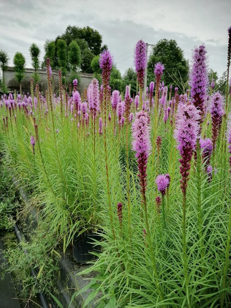 蛇鞭菊价格，蛇鞭菊基地大量供应，蛇鞭草加仑杯杯苗