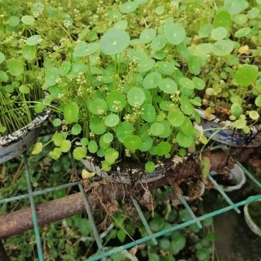 铜钱草又名香菇草，铜钱草图片视频铜钱草成都基地货源