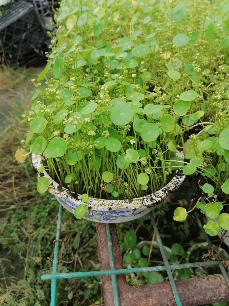 铜钱草又名香菇草，铜钱草图片视频铜钱草成都基地货源