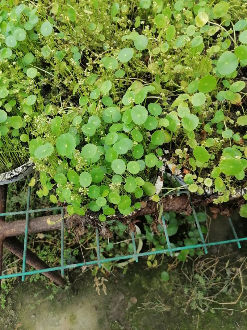 铜钱草又名香菇草，铜钱草图片视频铜钱草成都基地货源