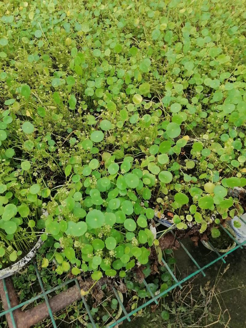 铜钱草又名香菇草，铜钱草图片视频铜钱草成都基地货源
