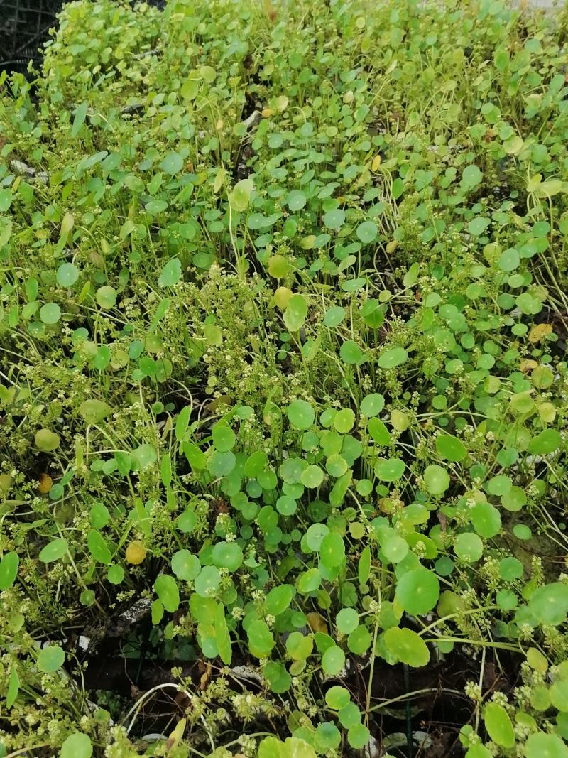 铜钱草又名香菇草，铜钱草图片视频铜钱草成都基地货源