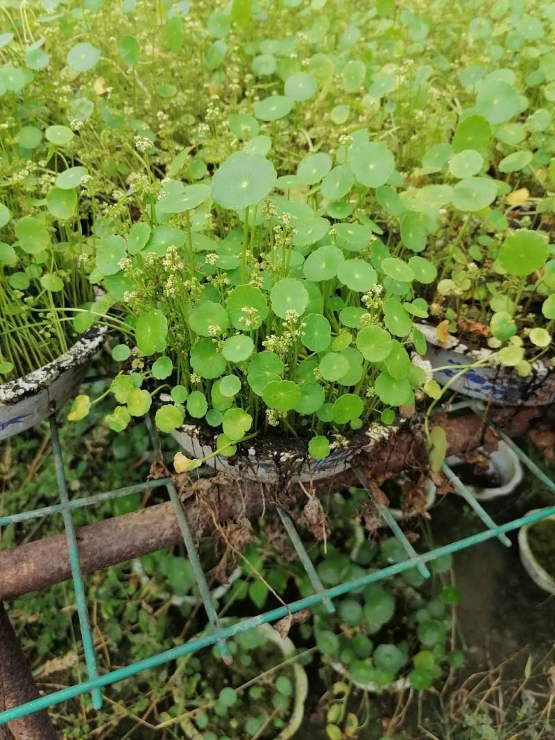铜钱草又名香菇草，铜钱草图片视频铜钱草成都基地货源