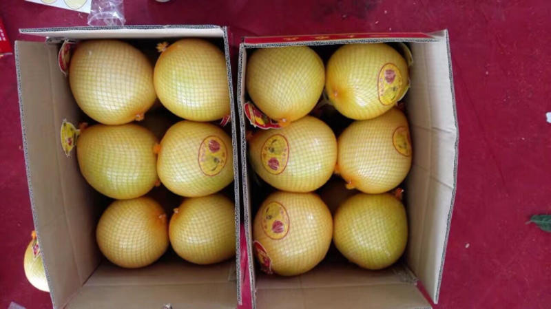〈优果〉梅州三红蜜柚、红心蜜柚、橙肉蜜柚农场直供现看现摘