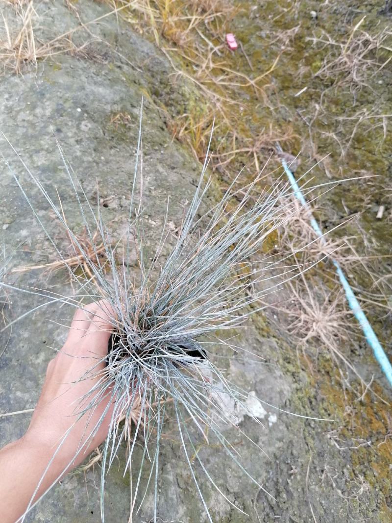 蓝羊茅苗实图视频，蓝羊茅价格介绍，蓝羊茅基地货源