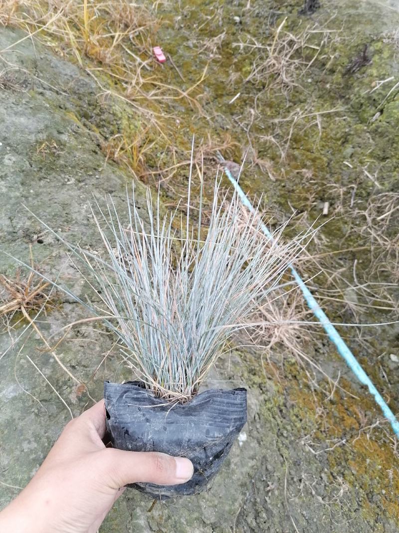 蓝羊茅苗实图视频，蓝羊茅价格介绍，蓝羊茅基地货源