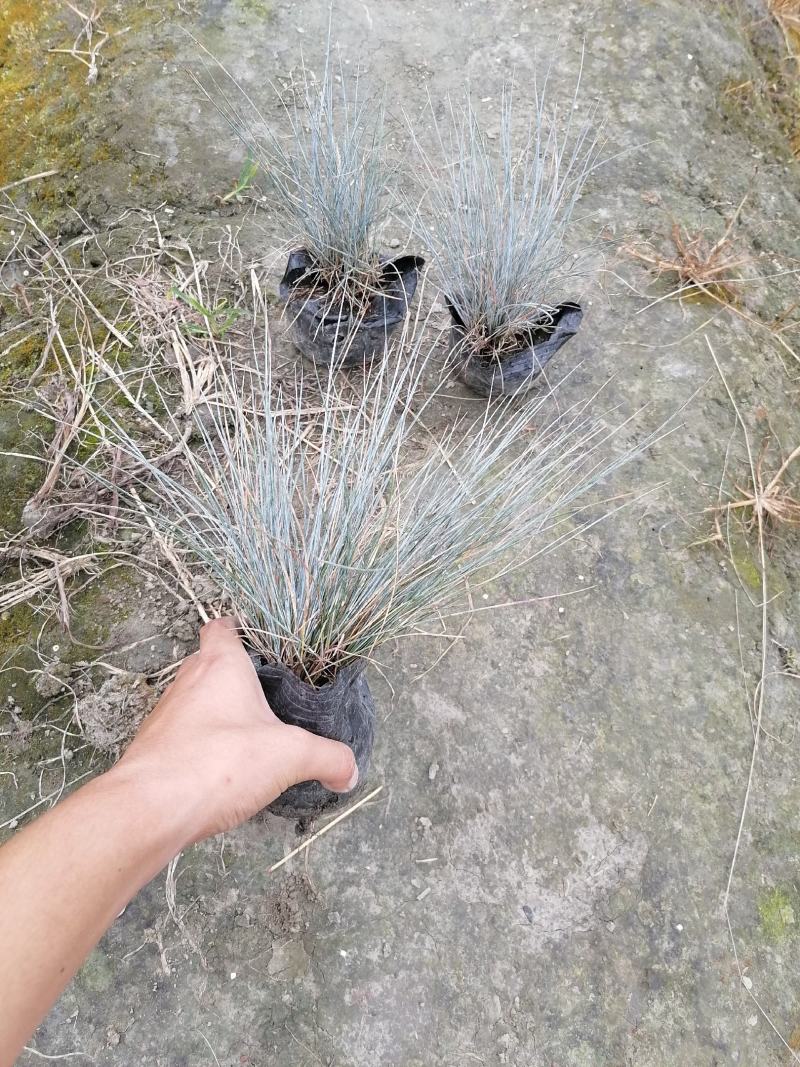 蓝羊茅苗实图视频，蓝羊茅价格介绍，蓝羊茅基地货源
