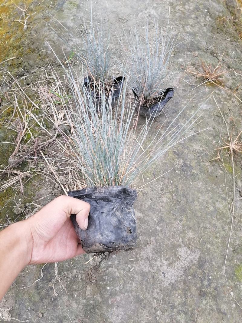 蓝羊茅苗实图视频，蓝羊茅价格介绍，蓝羊茅基地货源
