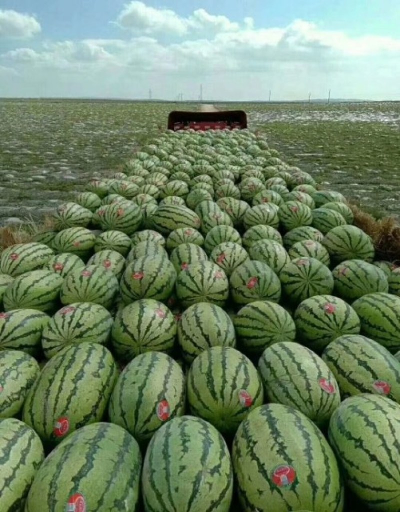 定边漂亮的金花一号