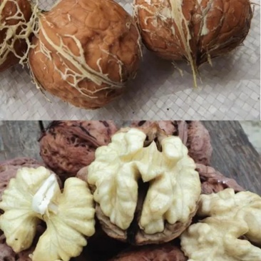 青皮核桃大量上市欢迎各地客户前来采购