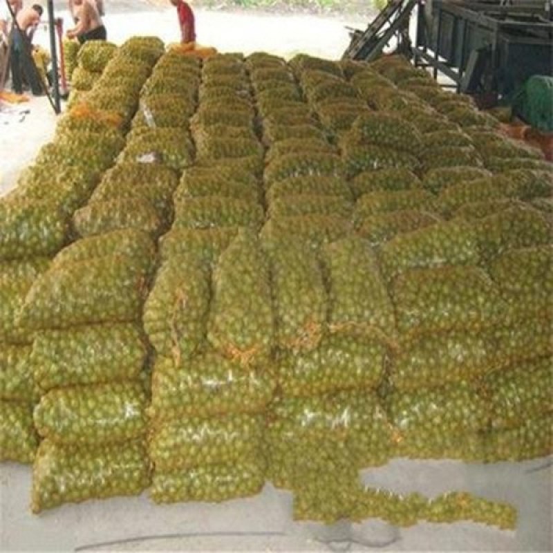 青皮核桃大量上市欢迎各地客户前来采购