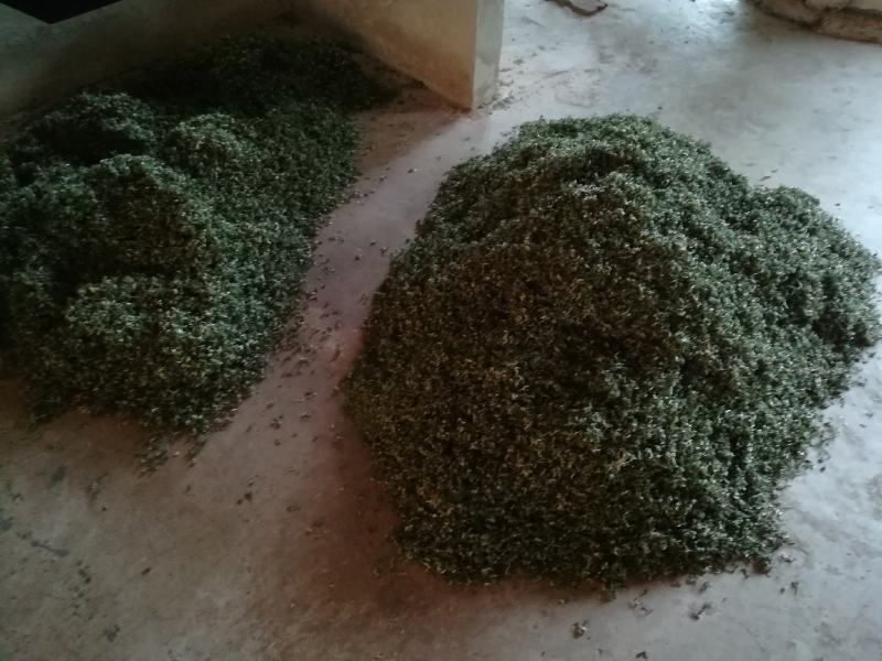 茶碎末茶叶碎渣、茶梗茶末、黄片叶欢迎电话咨询