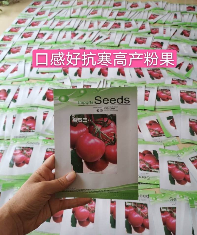 口感好西红柿种子口味秋冬早熟抗寒高产大果番茄种子