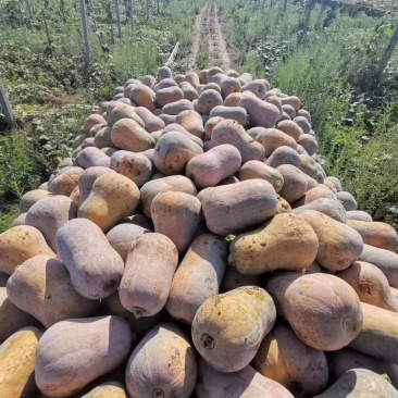 陕西南瓜枕头南瓜口感面甜产地直发欢迎采购