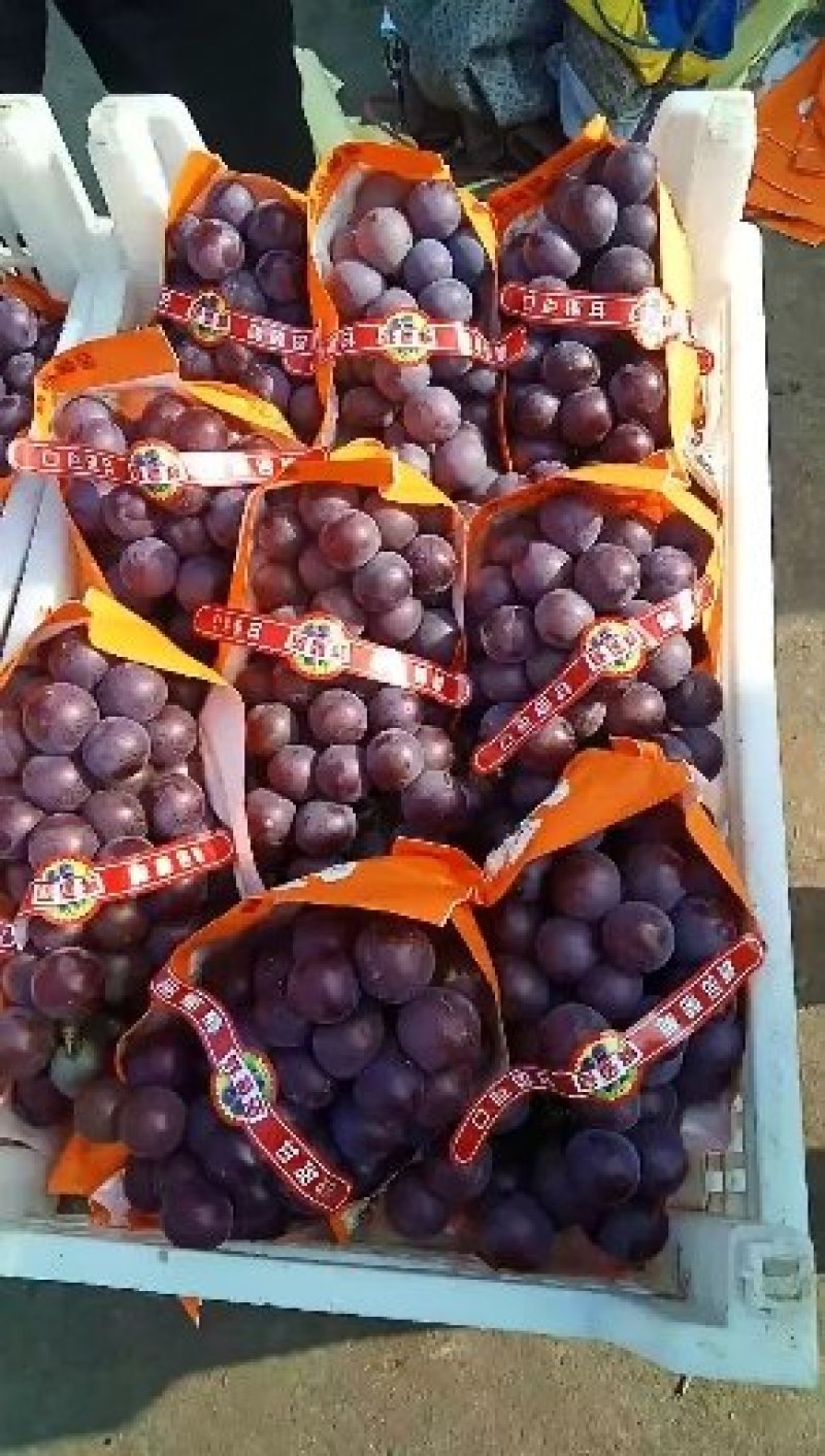 精品乒乓球葡萄大量上市了